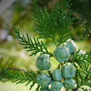Cypress Essential Oil - 5ml - Essential Oil Singles - Aromatics International
