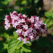 Marjoram (Sweet) Essential Oil - 5ml - Essential Oil Singles - Aromatics International