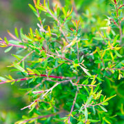 Tea Tree Essential Oil - 5ml - Essential Oil Singles - Aromatics International